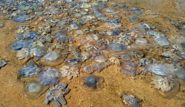 Туристы жалуются на нашествие медуз на Азовском море Туристы жалуются на нашествие медуз на Азовском море