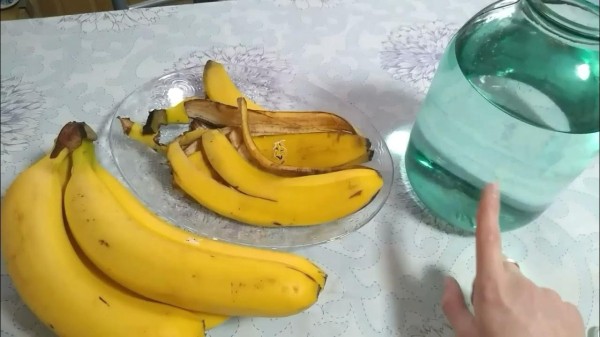 Какая подкормка поможет помидорам наливаться даже в жару: проверенный народный рецепт Какая подкормка поможет помидорам наливаться даже в жару: проверенный народный рецепт