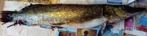 Рецепт: Фаршированная щука - С манной крупой. Рецепт: Фаршированная щука - С манной крупой.