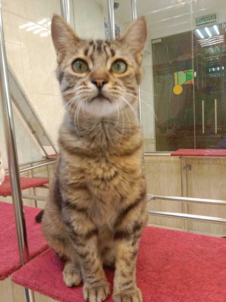 Из блиндажей — на сцену: коты-фронтовики готовятся стать артистами в Театре Куклачева