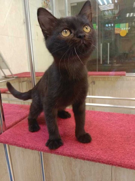 Из блиндажей — на сцену: коты-фронтовики готовятся стать артистами в Театре Куклачева