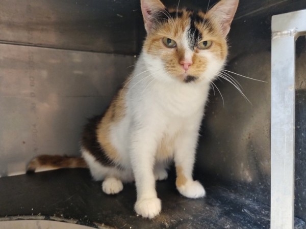 Из блиндажей — на сцену: коты-фронтовики готовятся стать артистами в Театре Куклачева