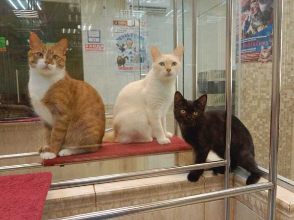 Из блиндажей — на сцену: коты-фронтовики готовятся стать артистами в Театре Куклачева