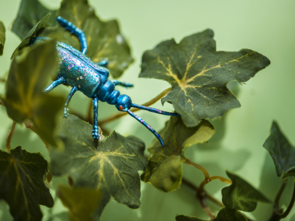 Просто жуть: при помощи фотографии в соцсети обнаружена самка огромного насекомого