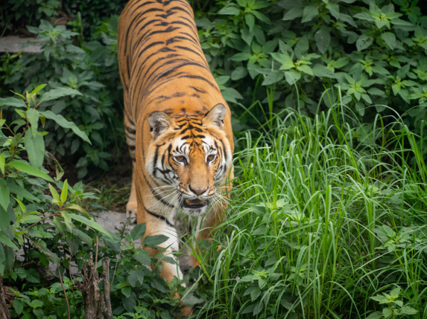 Решать конфликты людей и амурских тигров будет специальная группа