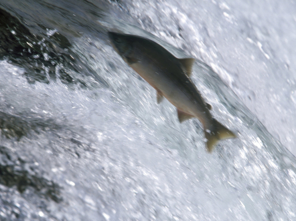 Российские ученые научились готовить препараты для омоложения из спермы лососоевых