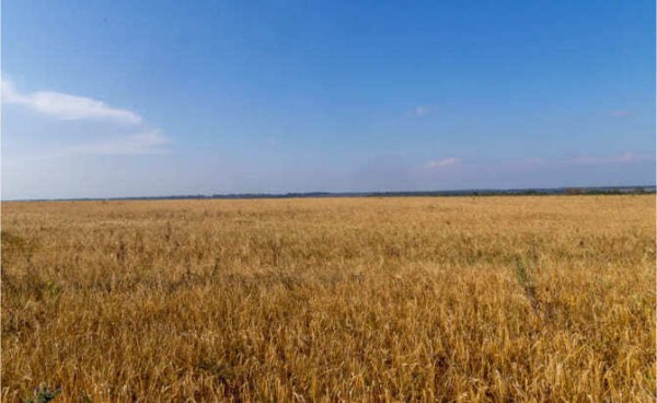 Урожай-25 продадут агроагрегаторы