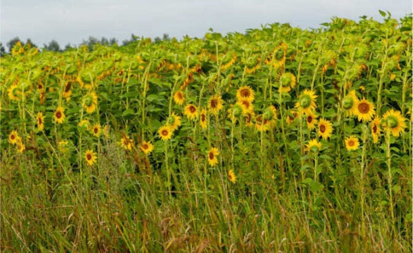 Урожай-25 продадут агроагрегаторы