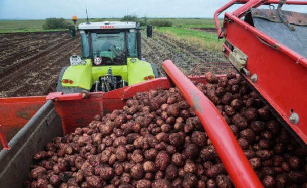 Урожай-25 продадут агроагрегаторы