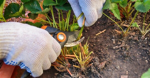 Как и когда нужно обрезать клубнику после сбора урожая Как и когда нужно обрезать клубнику после сбора урожая
