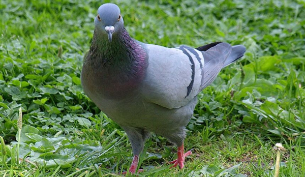 Отдых за 350 тысяч в санатории Анапы испортили голуби на крыше  Отдых за 350 тысяч в санатории Анапы испортили голуби на крыше