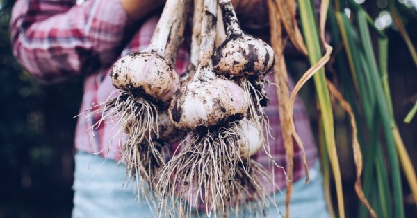 Советы лунного календаря, когда выкапывать озимый и яровой чеснок в августе-сентябре Советы лунного календаря, когда выкапывать озимый и яровой чеснок в августе-сентябре