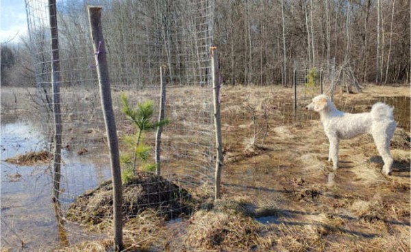 Будут кедры шуметь вековые