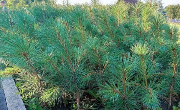 Будут кедры шуметь вековые