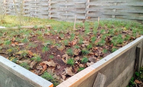 Будут кедры шуметь вековые