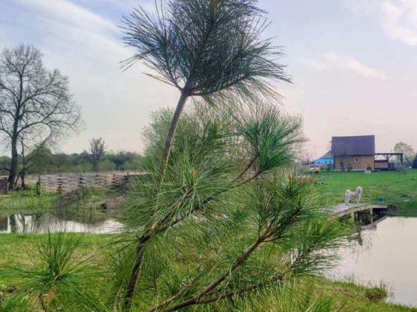 Будут кедры шуметь вековые