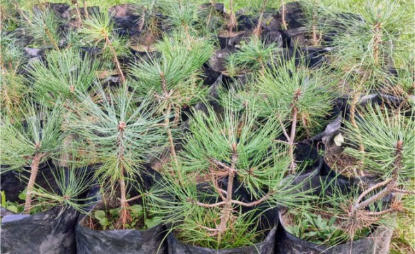 Будут кедры шуметь вековые