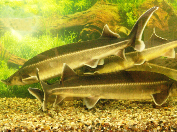 Быстрее выращивать осетровых решено с помощью молок лососевых