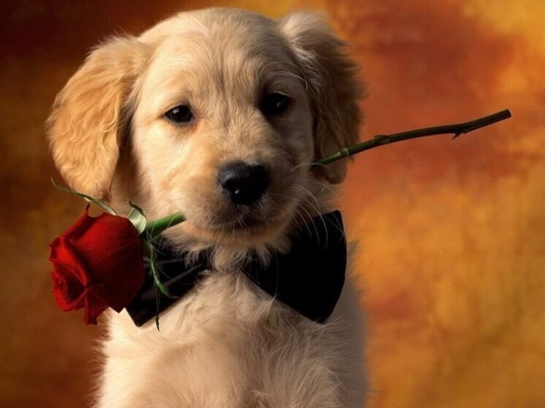 Дни рождения 1, 2 и 3 августа