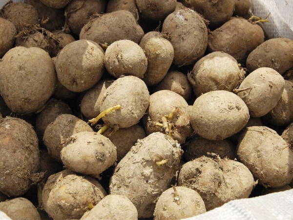 Неожиданные корни картофеля: откуда взялся самый популярный продукт в мире