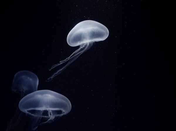 Подбиравший камни турист случайно обнаружил живым «вымершее» существо