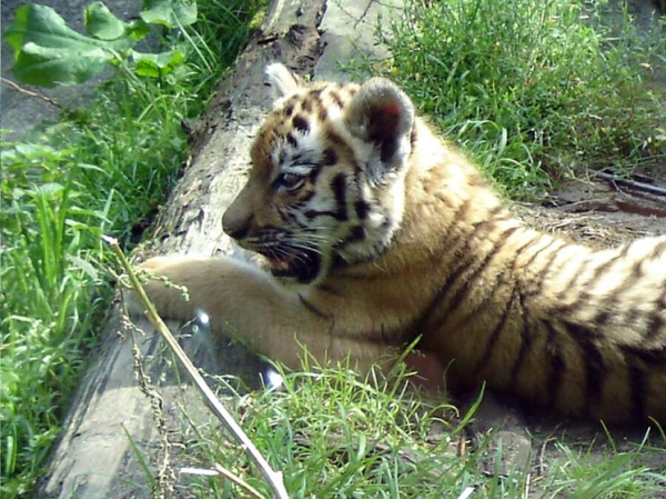 «Разводить, а потом убивать»: эксперт рассказал о новых немецких ценностях