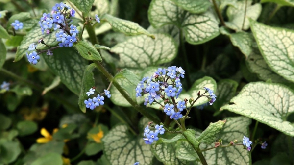 Антимагнит: 7 растений в доме, поедающих вашу денежную энергию Антимагнит: 7 растений в доме, поедающих вашу денежную энергию