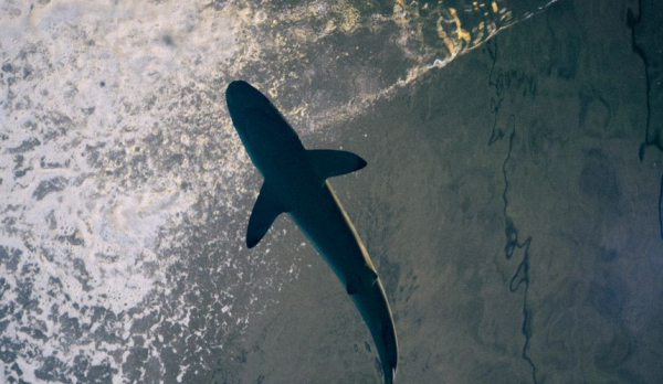 Туристов напугали «нашествием акул» на пляжах в Египте