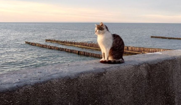 Калининград недобрал туристов из-за погоды и «демонического» ценообразования Калининград недобрал туристов из-за погоды и «демонического» ценообразования