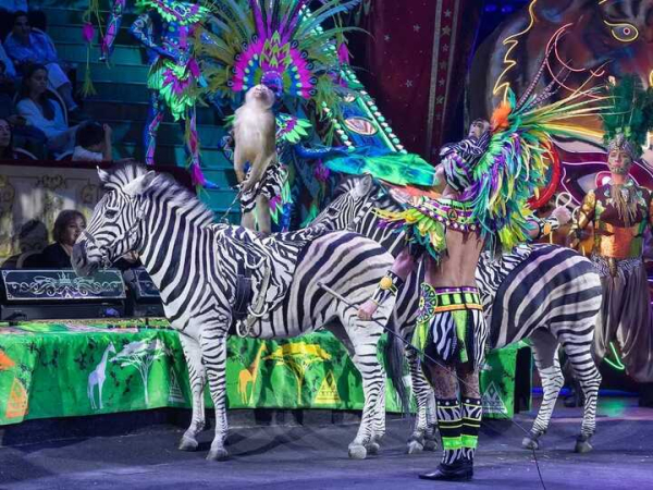 Артисты цирка со всего мира показали свои лучшие номера