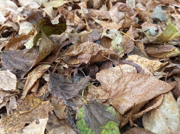 Что делать с опавшими листьями