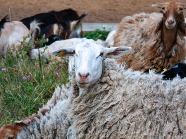Что можно, а что нельзя делать 15 сентября: традиции дня Мамонта Овчарника