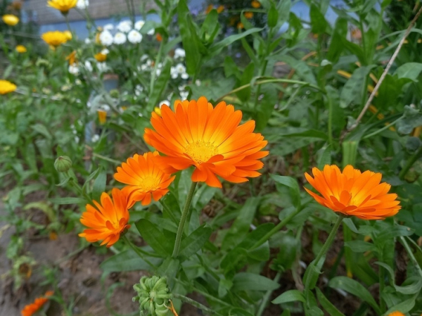 Что обрезать и укрыть на даче осенью