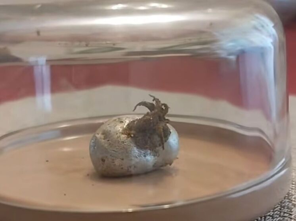 «Чужой» растет: появляющиеся из "метеорита" таинственные щупальца вызвали бурную реакцию