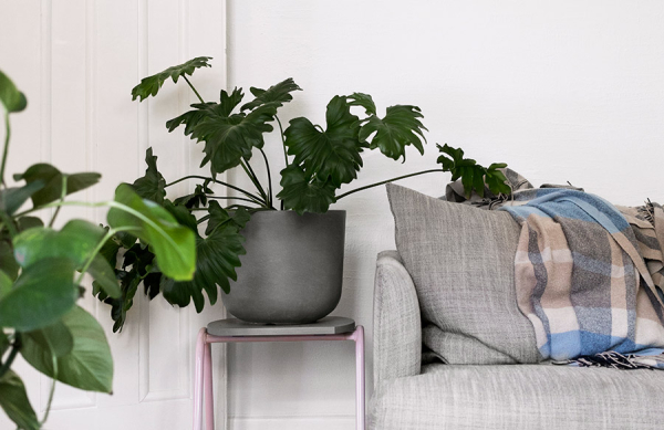 Антимагнит: 7 растений в доме, поедающих вашу денежную энергию Антимагнит: 7 растений в доме, поедающих вашу денежную энергию