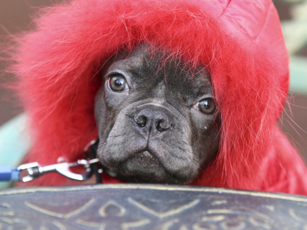 Когда человек собаке мать и отец: зоопсихологи против очеловечивания питомцев