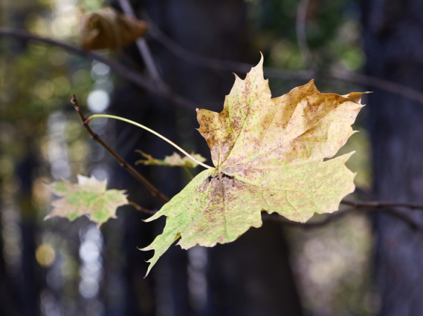 Когда включат отопление в Москве в 2025 году