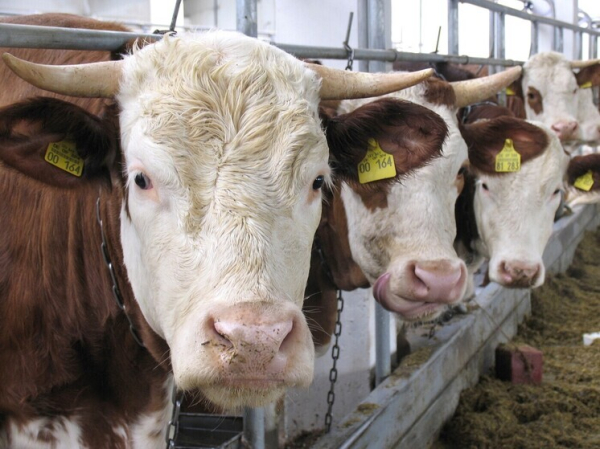 Корм с грибами позволит увеличить производство молока