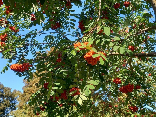 Лунный календарь садовода-огородника: Что делать на даче 14 сентября 2025 года