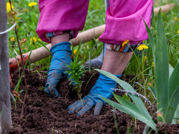 Лунный календарь садовода-огородника: Что делать на даче 15 сентября 2025 года