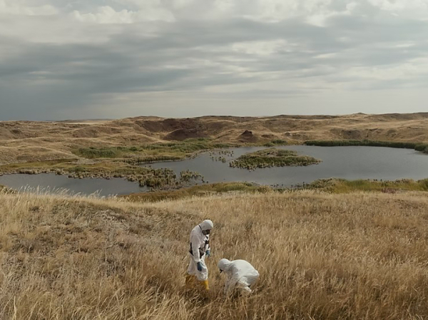 На фестивале документального кино наградили фильм о жизни счастливой козы