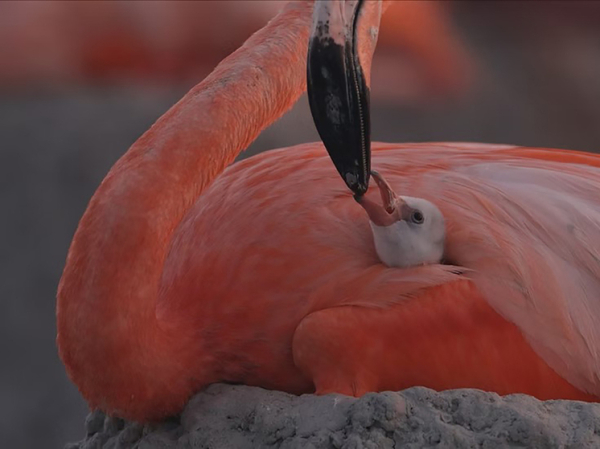 На фестивале документального кино наградили фильм о жизни счастливой козы