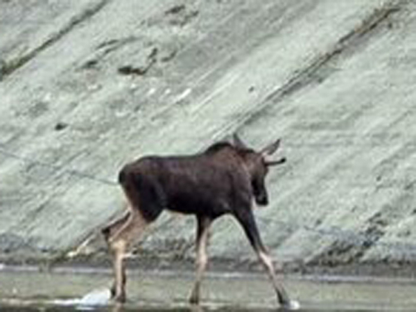 Прояснилась судьба лосей, пытавшихся зайти в здание правительства Подмосковья