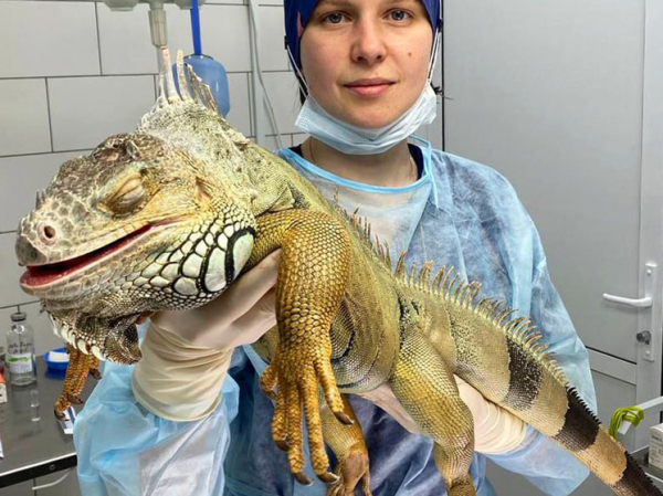 Выяснились детали спасения игуаны: «способен подраться даже со стиральной машиной»
