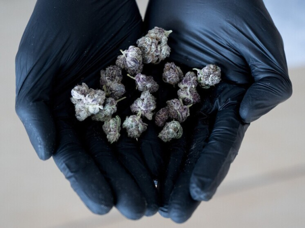 Жителя Вологодской области наказали за выращивание конопли нестрого