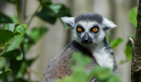 Минтранс: Россия и Мадагаскар рассматривают запуск прямых рейсов между странами Минтранс: Россия и Мадагаскар рассматривают запуск прямых рейсов между странами