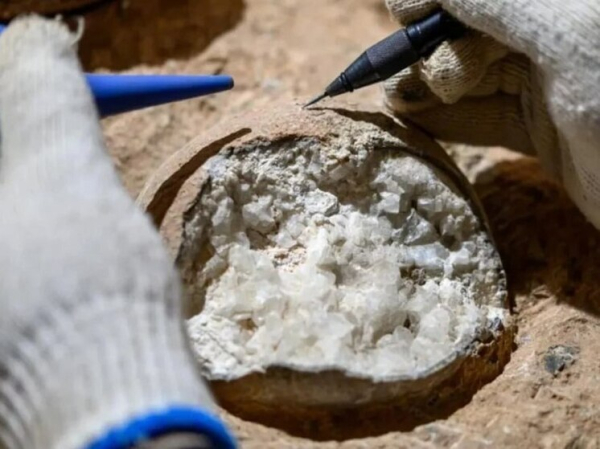 «Атомные часы» вычислили возраст яиц динозавров