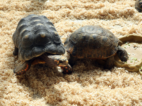 Черепаха не пережила полёт в бюстгальтере пассажирки